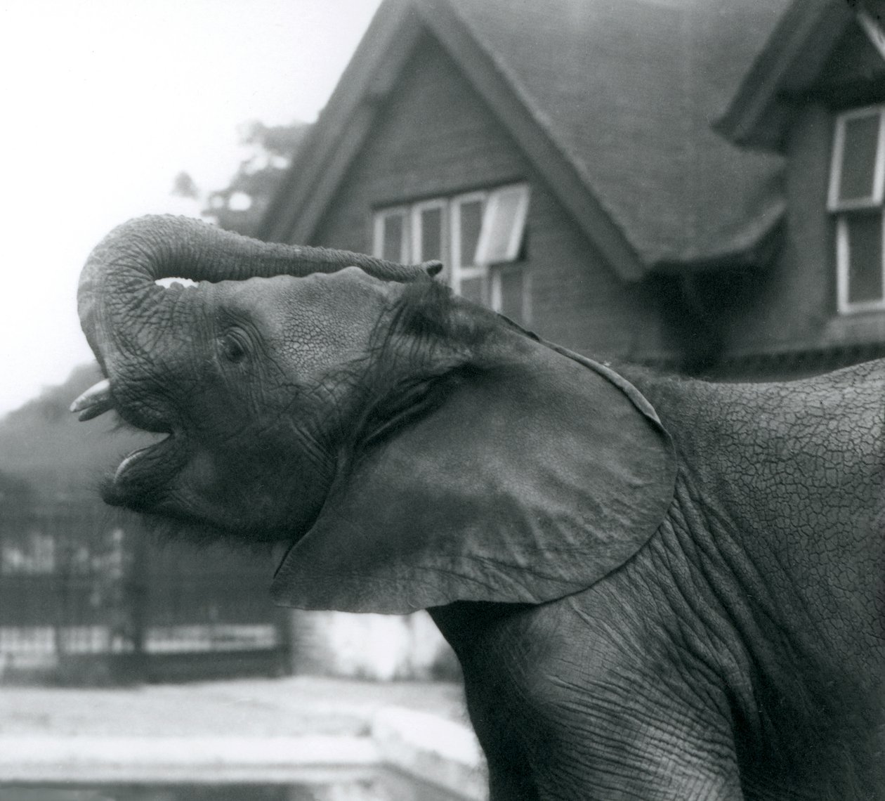 Un giovane elefante africano con la proboscide sollevata sulla fronte, Zoo di Londra, agosto 1925 da Frederick William Bond