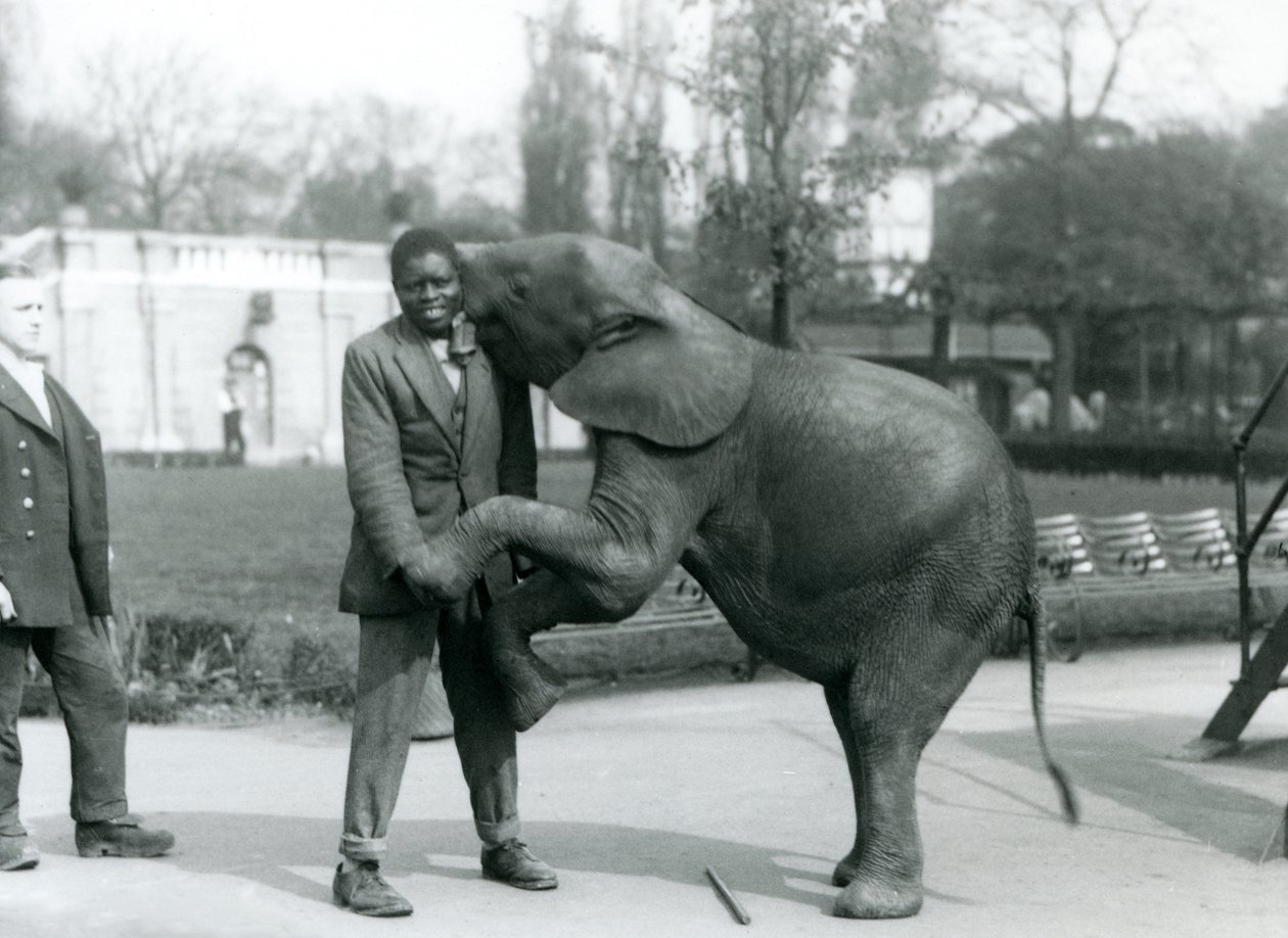Un giovane elefante pigmeo africano si alza sulle zampe posteriori per abbracciare il suo addestratore africano, mentre il custode osserva, Zoo di Londra, luglio 1925 da Frederick William Bond