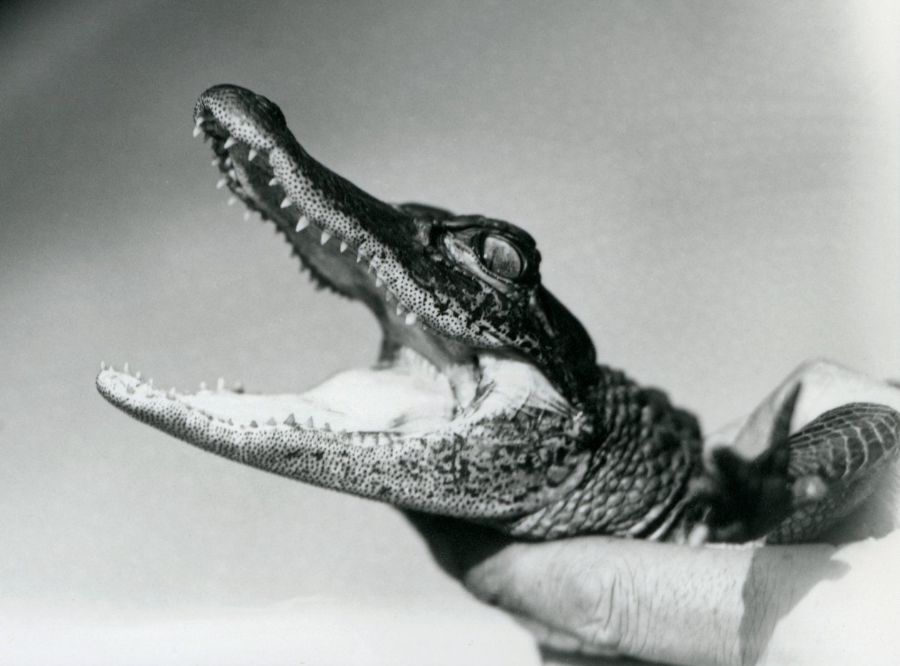 Un giovane alligatore tenuto per il collo dal suo custode, Zoo di Londra, agosto 1928 (foto in bianco e nero) da Frederick William Bond