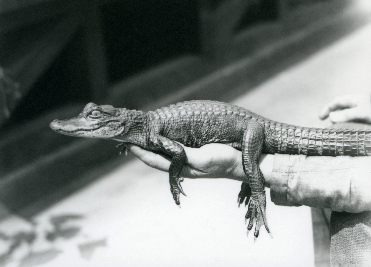 Un giovane alligatore tenuto in mano dal suo custode, Zoo di Londra da Frederick William Bond