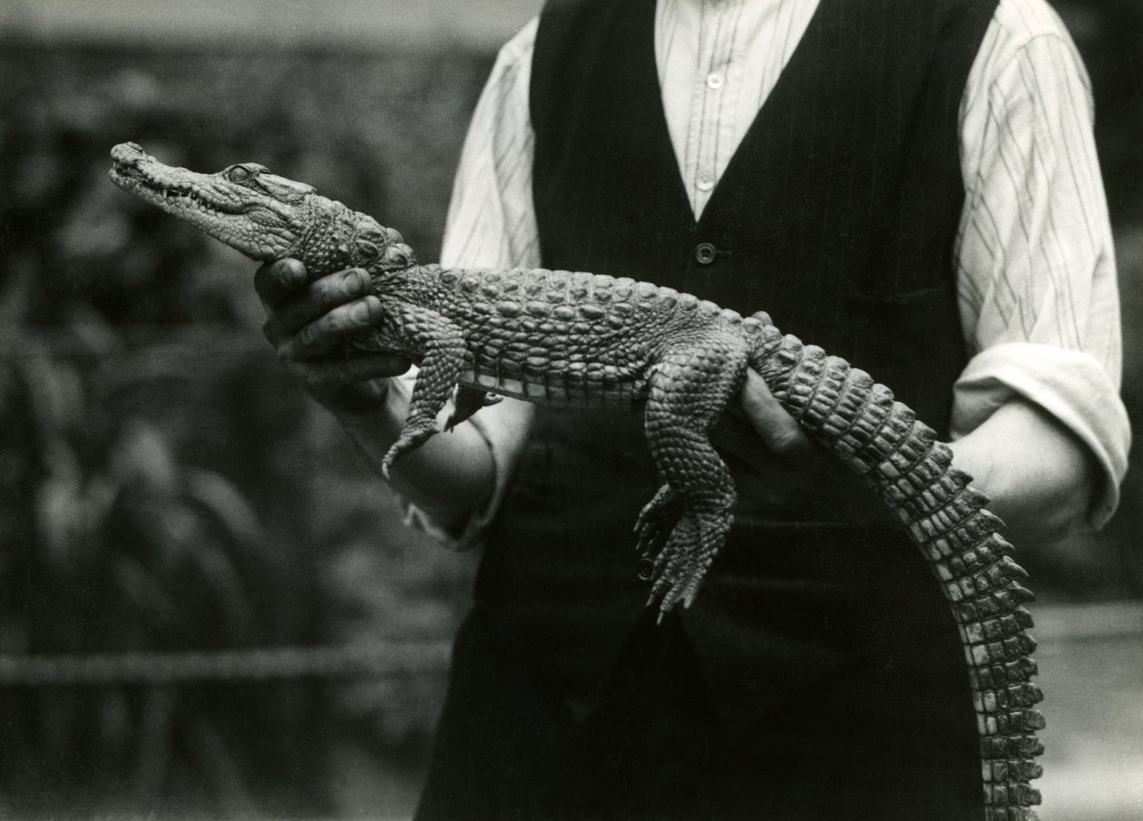 Un giovane alligatore americano tenuto dal suo custode, Zoo di Londra, 1924 da Frederick William Bond
