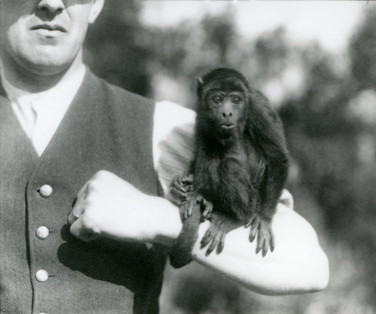 Un giovane scimmia urlatrice nera sul braccio di un uomo con la coda prensile avvolta intorno al polso, zoo di Londra, 1923 da Frederick William Bond