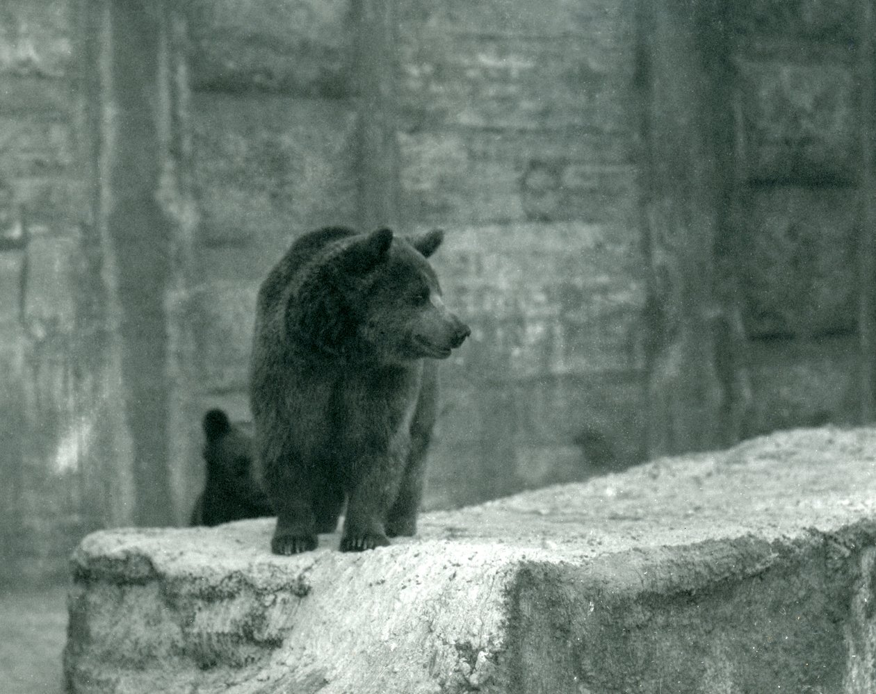 Un giovane orso bruno allo zoo di Londra, giugno 1914 da Frederick William Bond