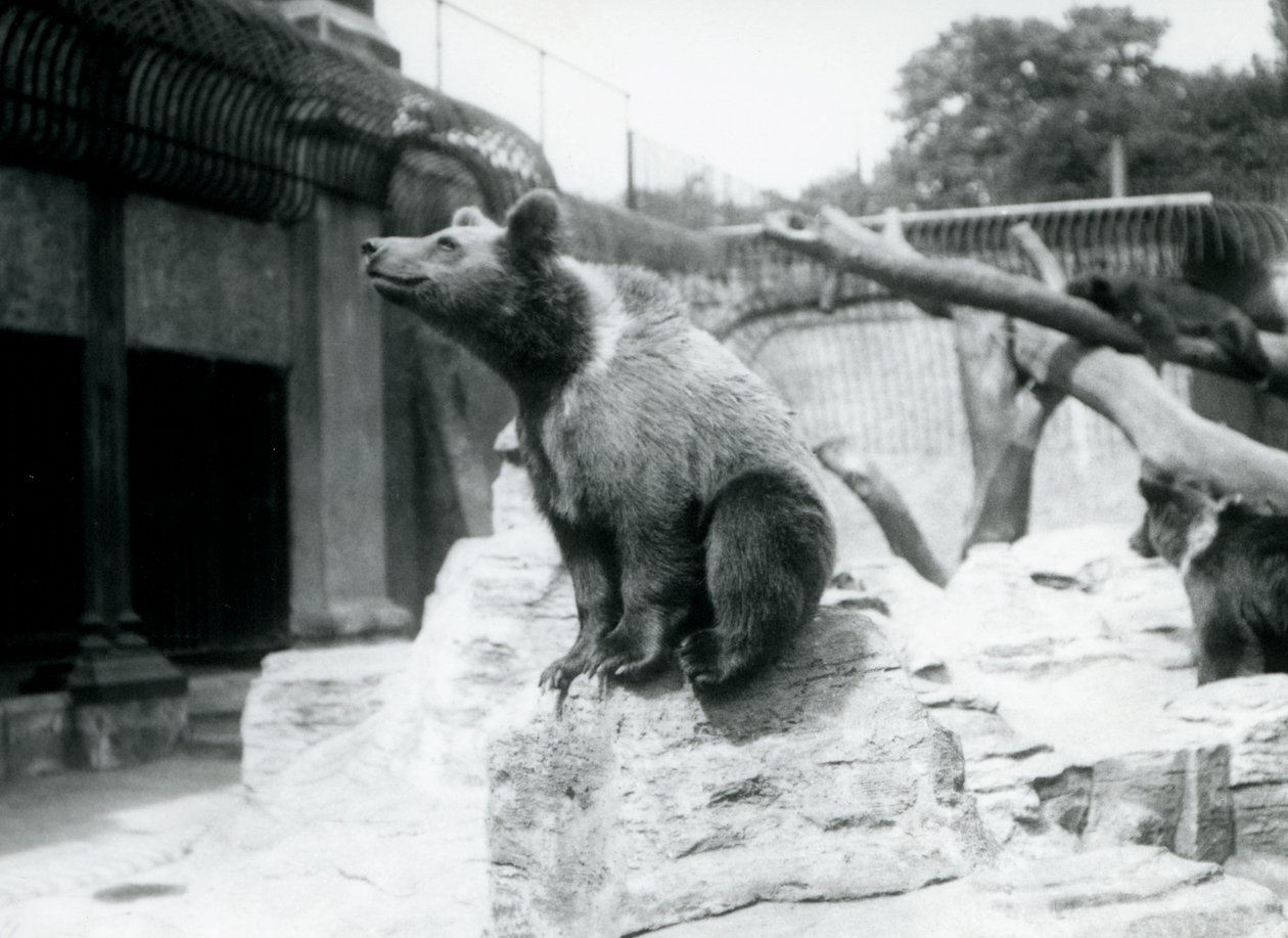 Un giovane orso bruno seduto su una roccia in primo piano con un altro che cammina dietro e un terzo che dorme su un ramo, Zoo di Londra, agosto 1913 da Frederick William Bond