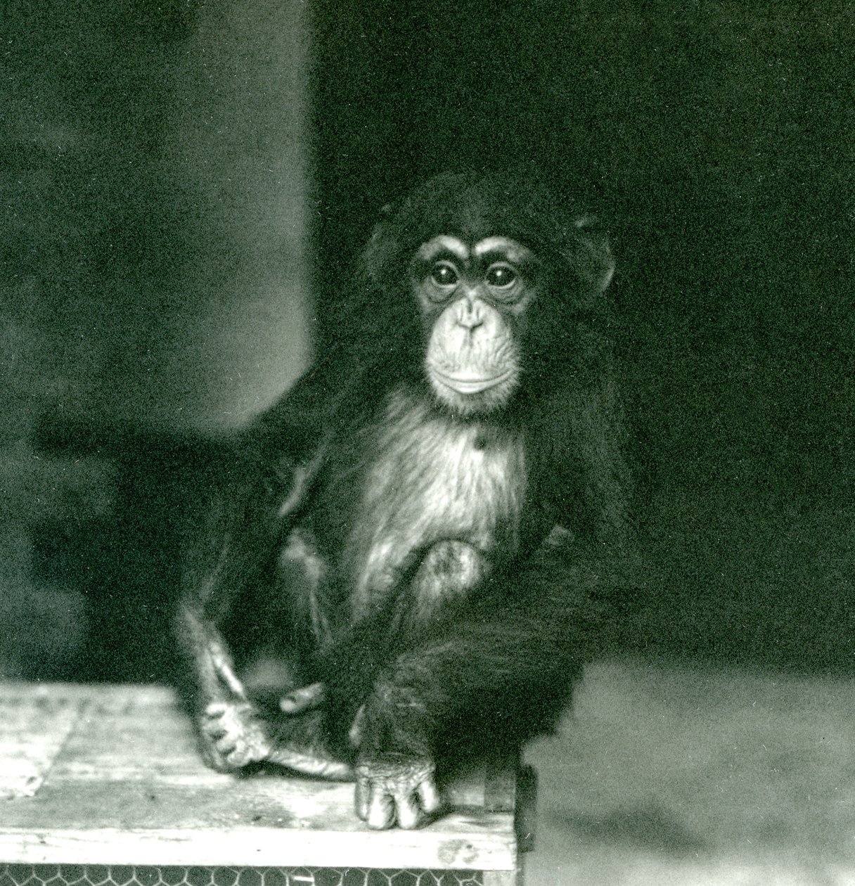 Un giovane Scimpanzé seduto su una cassa di legno allo Zoo di Londra nel 1924 da Frederick William Bond