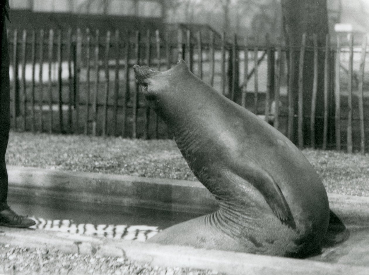 Un giovane elefante marino che si allunga all