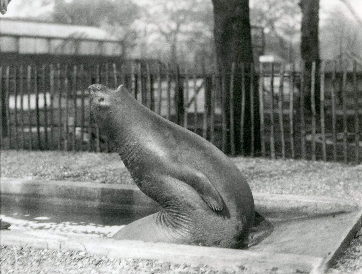 Un giovane elefante marino che si allunga all