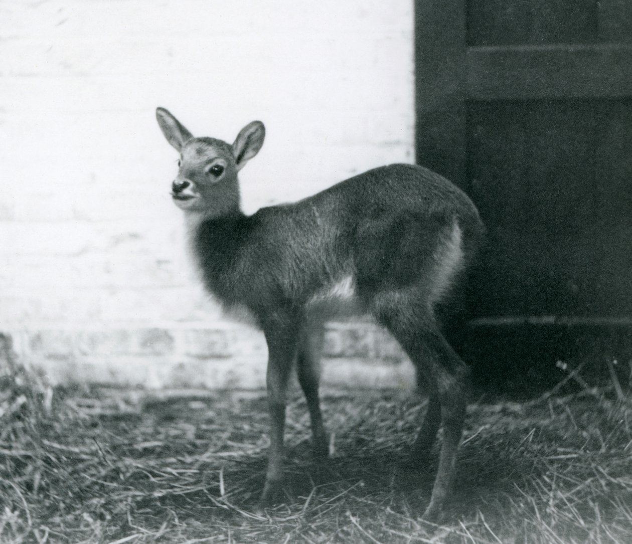 Un giovane Lechwe in piedi sul fieno, Zoo di Londra, gennaio 1926 da Frederick William Bond