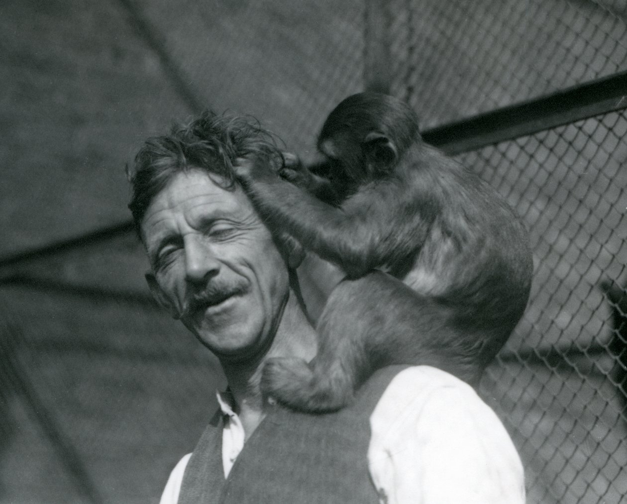 Un giovane scimmia che pulisce i capelli del custode Flewin, Zoo di Londra 1928 da Frederick William Bond