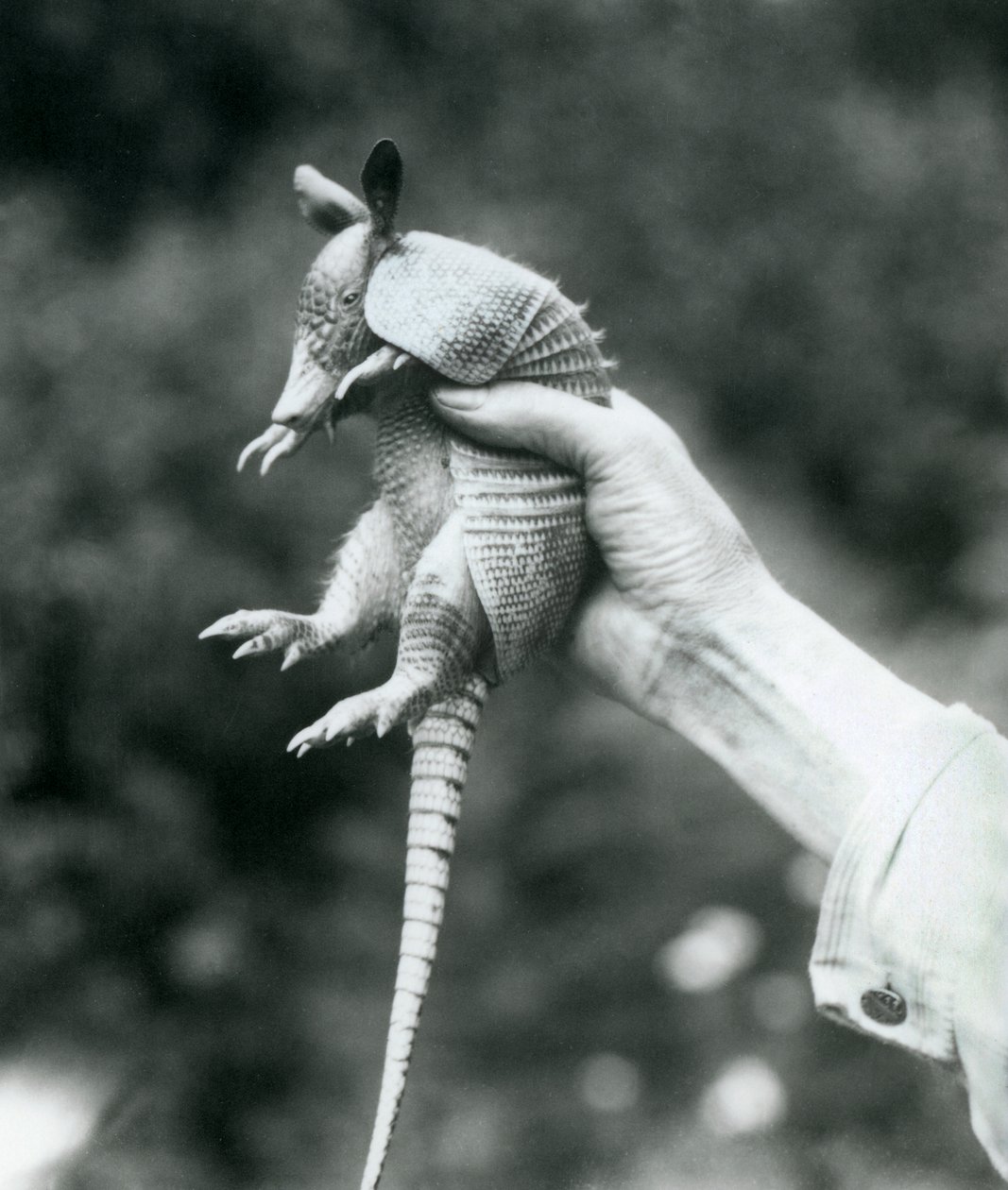 Un giovane armadillo a nove fasce tenuto in mano da un custode, Zoo di Londra, agosto 1926 da Frederick William Bond