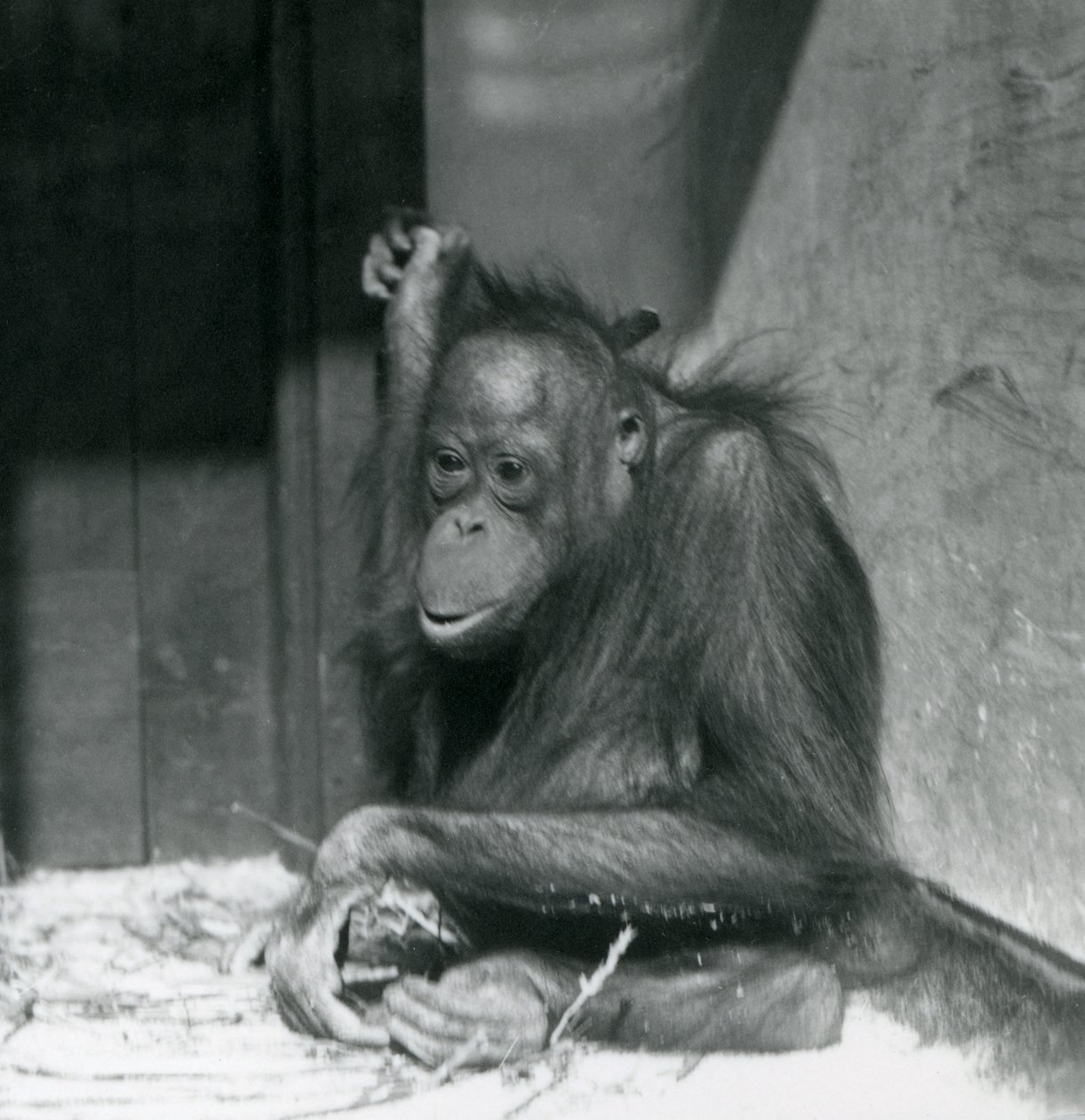 Un giovane orangutan seduto nel suo recinto allo Zoo di Londra, ottobre 1925 da Frederick William Bond