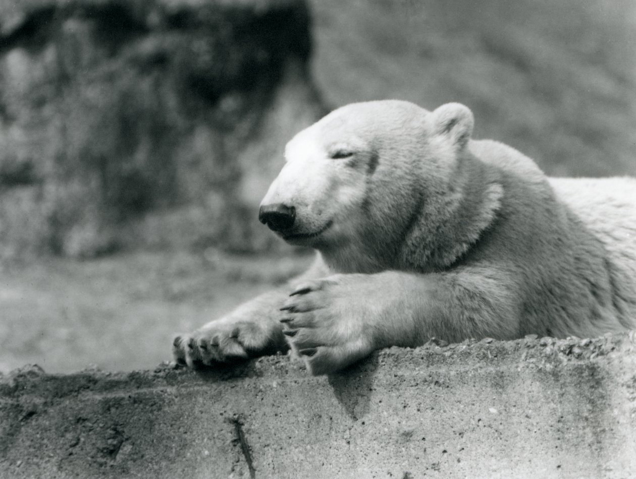 Un giovane orso polare che riposa su una sporgenza di cemento allo Zoo di Londra nel 1927 da Frederick William Bond