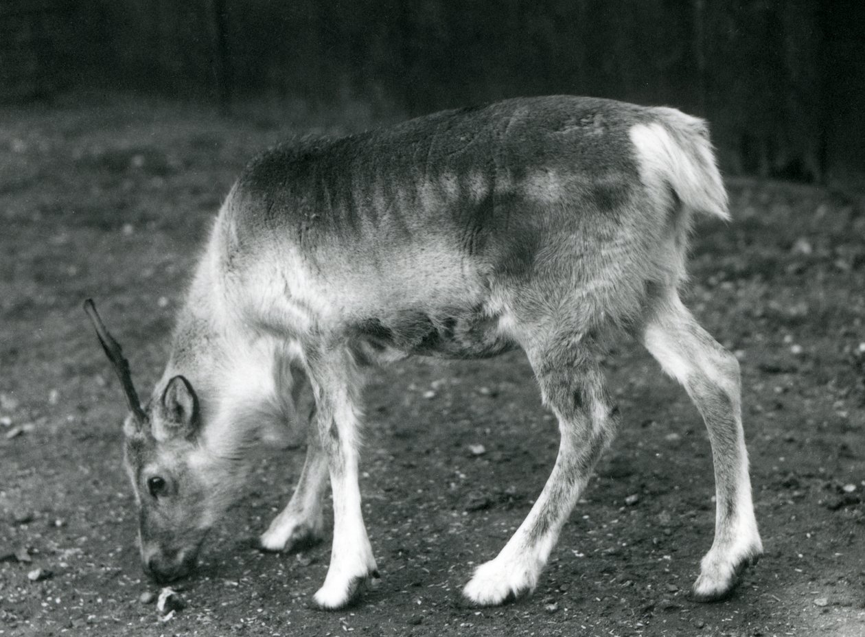 Un giovane renna allo Zoo di Londra, 1925 da Frederick William Bond