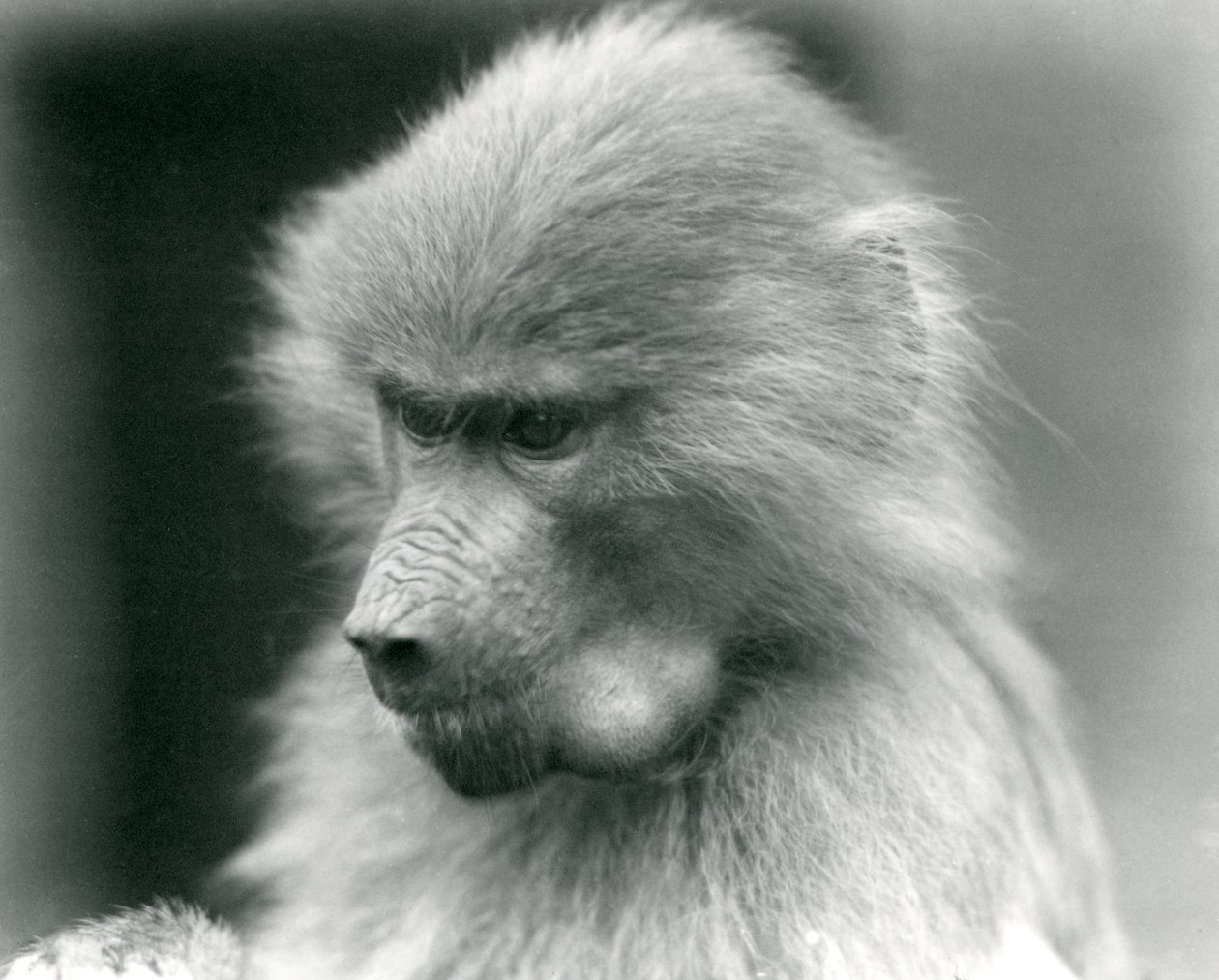 Un giovane babbuino sacro con la guancia piena, Zoo di Londra, 1925 da Frederick William Bond