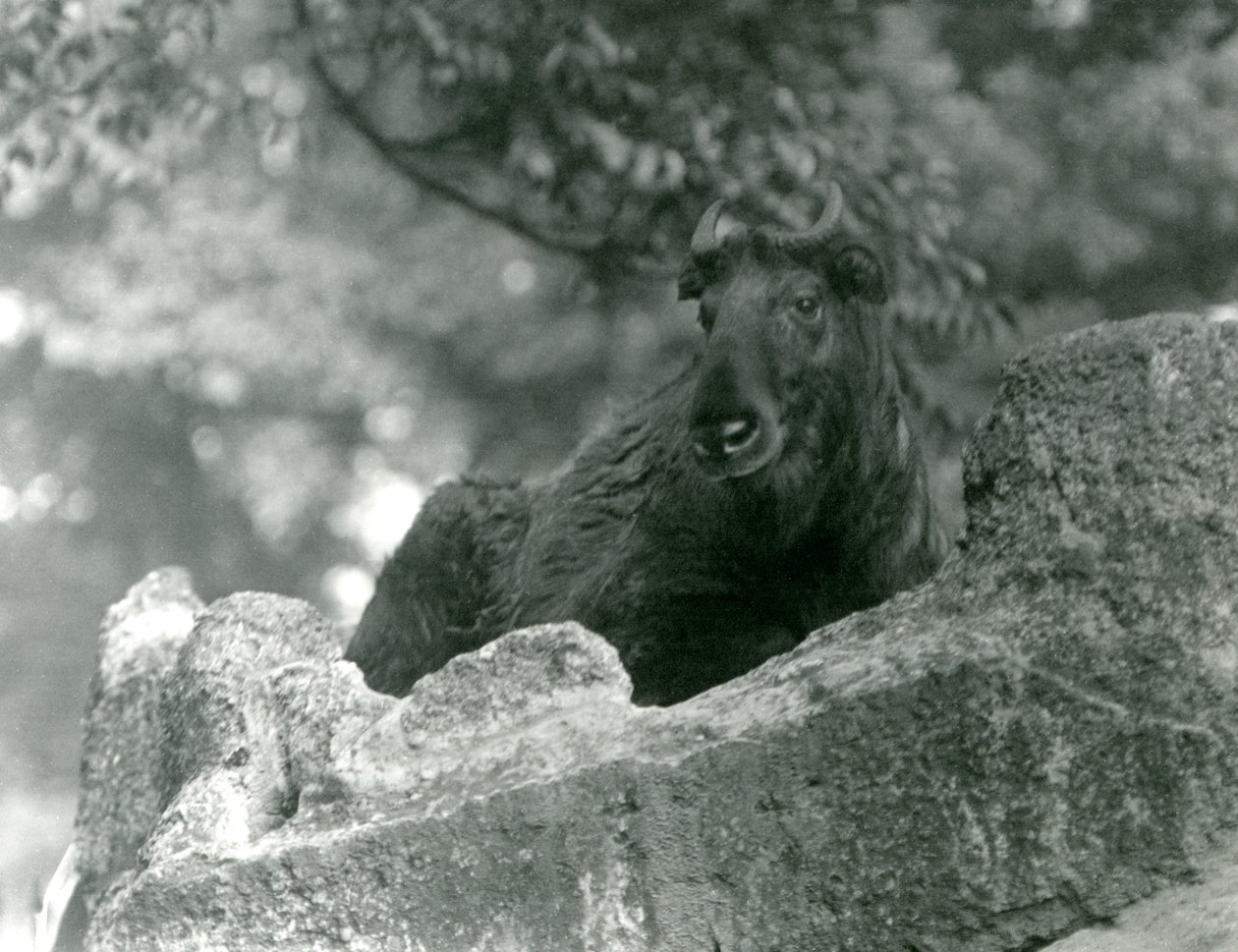 Un giovane takin, noto anche come camoscio di bestiame o capra gnu, che riposa su una roccia, Zoo di Londra, giugno 1924 da Frederick William Bond