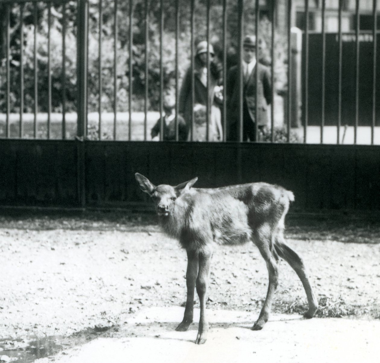 Un giovane wapiti nel suo recinto, con visitatori che guardano attraverso le sbarre, zoo di Londra, agosto 1927 da Frederick William Bond