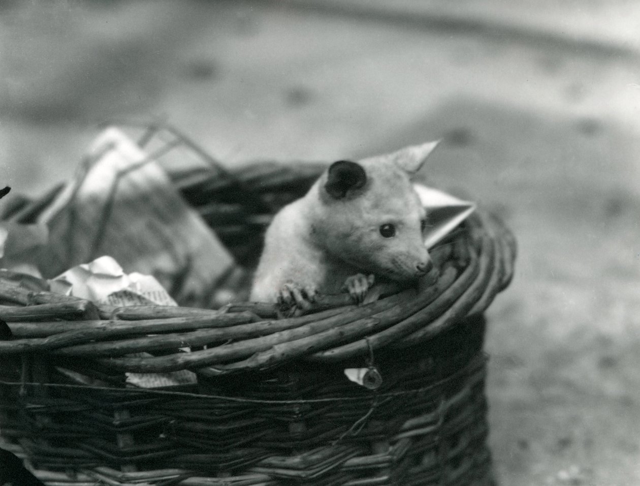 Un giovane opossum albino che sbircia fuori da un cestino allo zoo di Londra, ottobre 1920 da Frederick William Bond