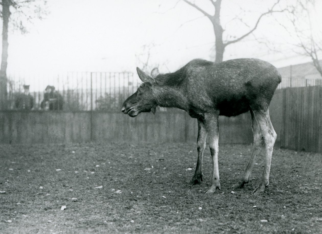 Un giovane alce/Elk, con ferite di corna appena cadute, nel suo recinto allo Zoo di Londra (foto b/n) da Frederick William Bond