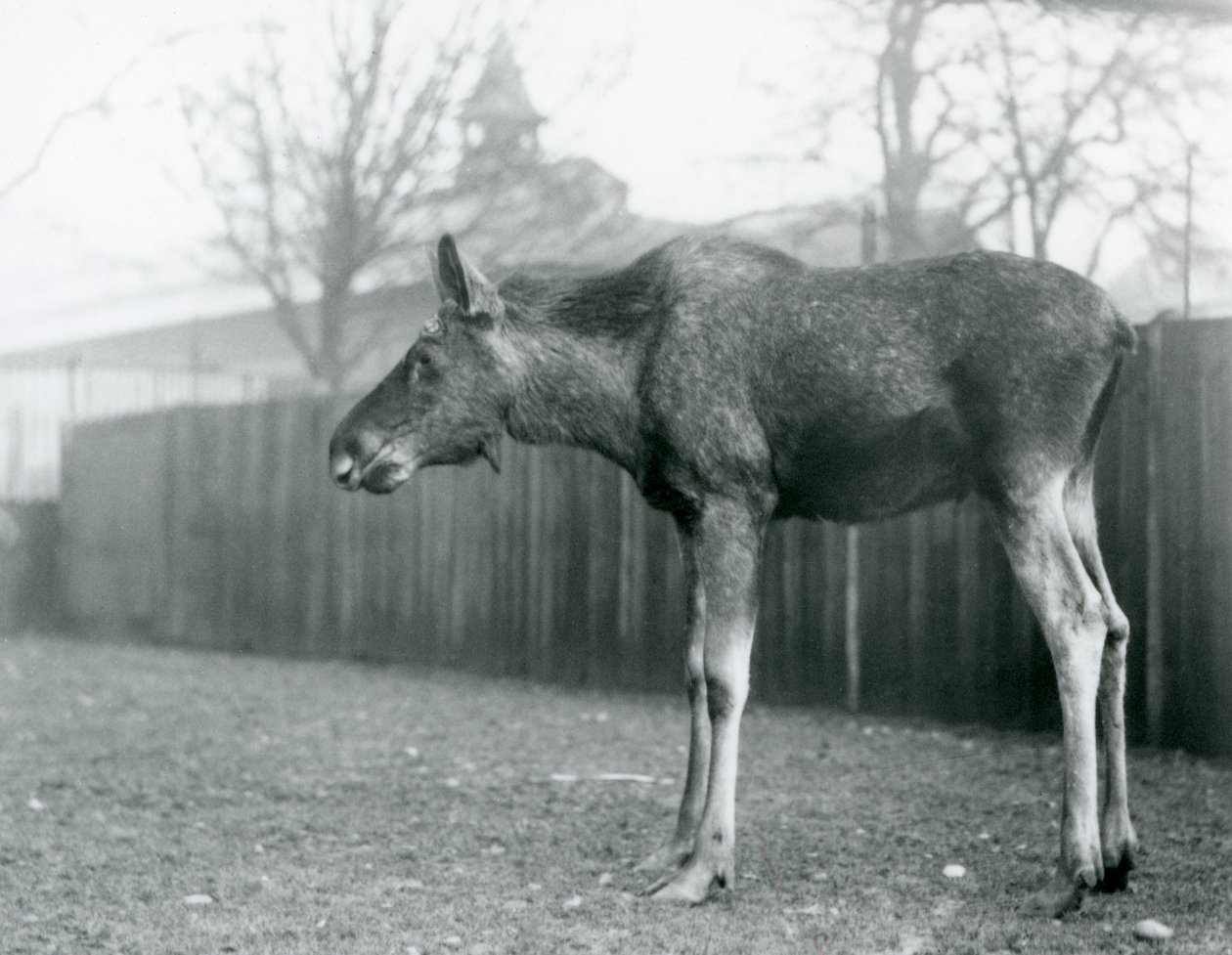 Un giovane alce maschio, con ferite di corna recentemente cadute, nel suo recinto allo Zoo di Londra da Frederick William Bond