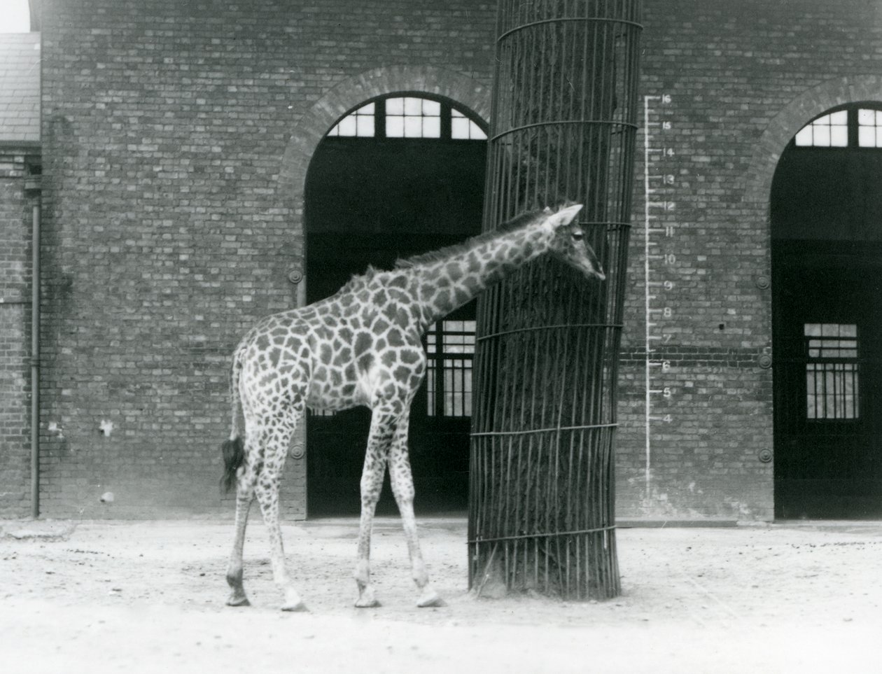 Una giovane giraffa femmina in piedi davanti a un albero, nel recinto fuori dalla Casa delle Giraffe, Zoo di Londra da Frederick William Bond