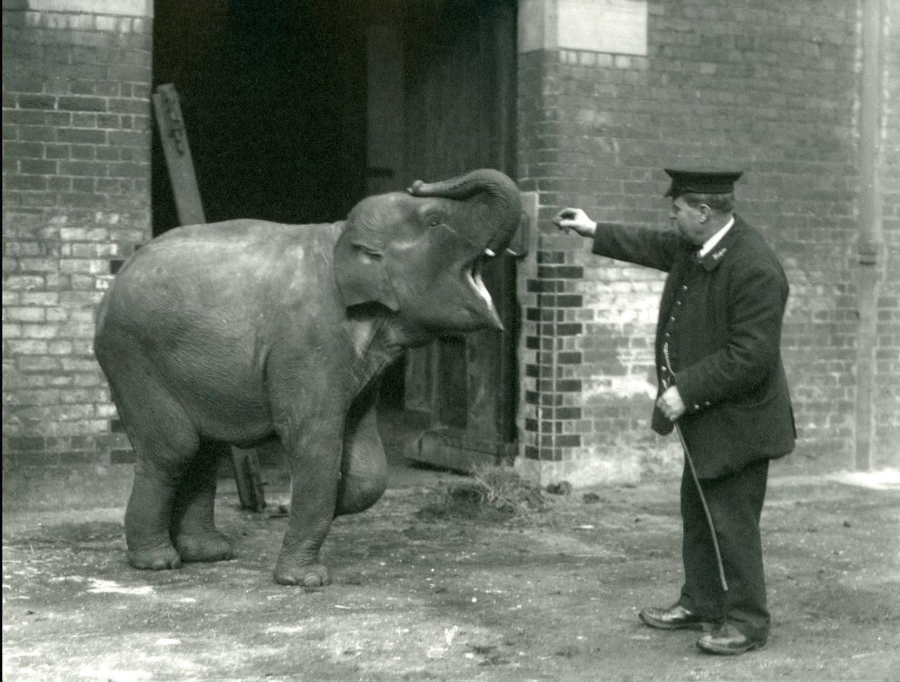 Una giovane elefante indiana con il guardiano H. Robertson, Zoo di Londra, 22 febbraio 1922 da Frederick William Bond