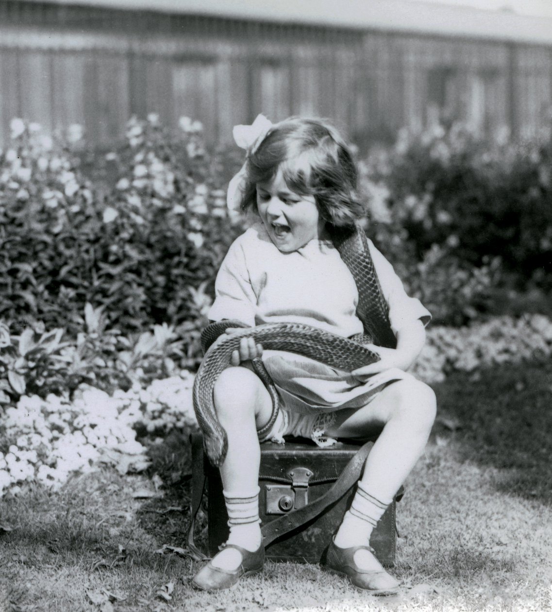 Una giovane ragazza Betty che tiene un serpente indaco orientale, mentre è seduta su un baule di pelle, Zoo di Londra, 1924 da Frederick William Bond