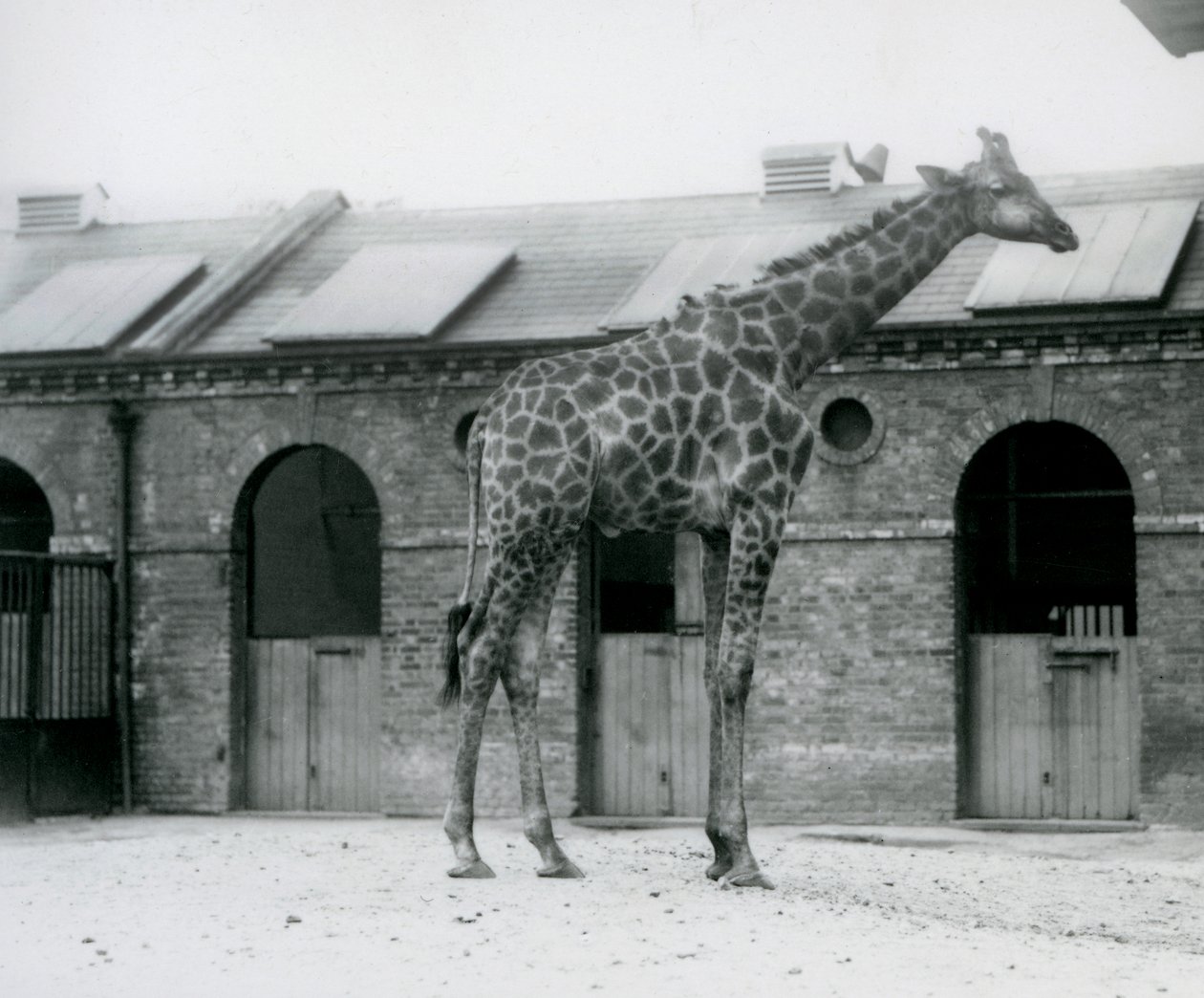 Un giovane maschio di giraffa nel suo recinto davanti alla Casa delle Giraffe, Zoo di Londra da Frederick William Bond