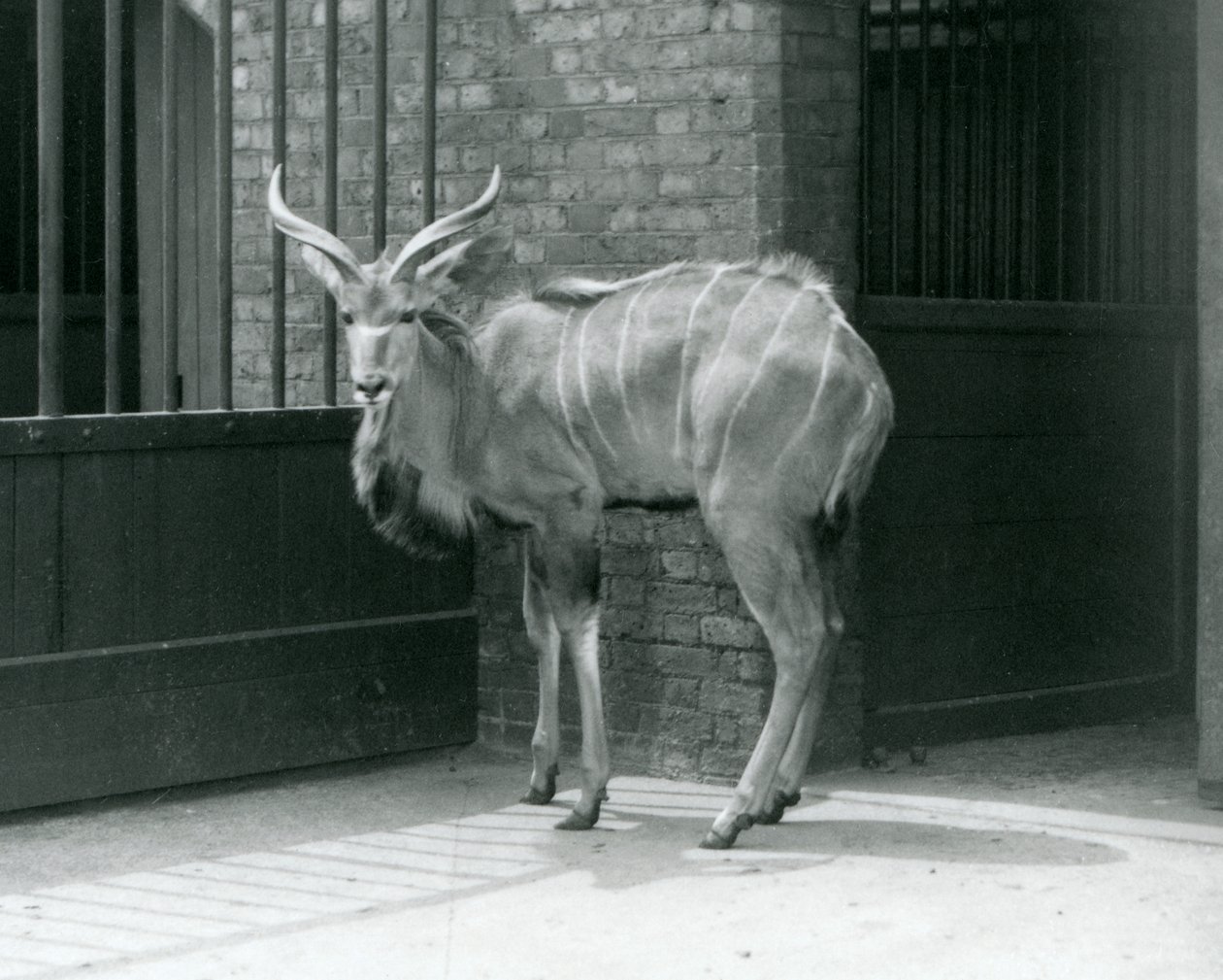 Un giovane maschio di Kudu maggiore nel suo recinto allo Zoo di Londra nel 1929 (foto in b/n) da Frederick William Bond