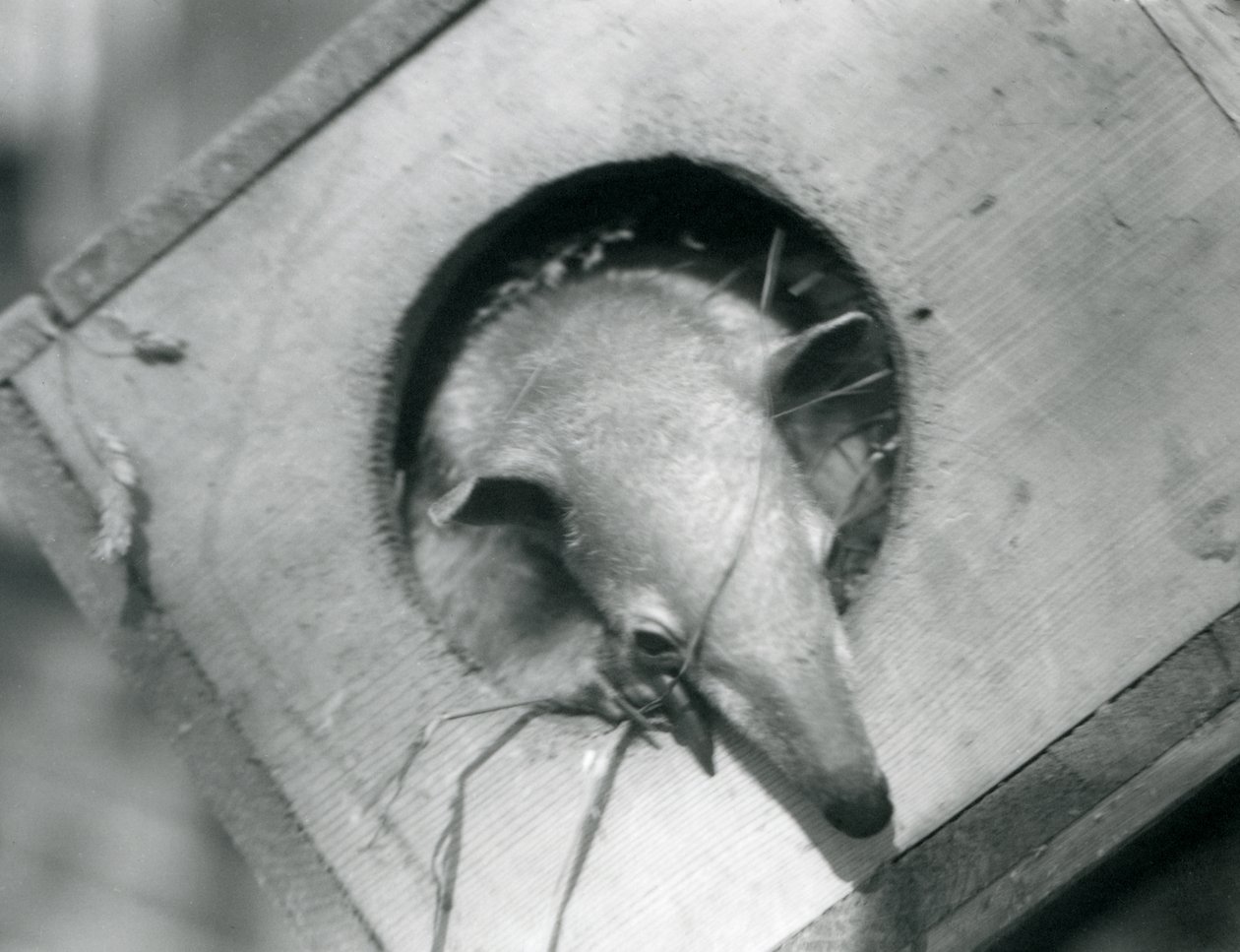 Un giovane tamandua sbircia fuori dalla sua scatola nido, Zoo di Londra, aprile 1925 da Frederick William Bond