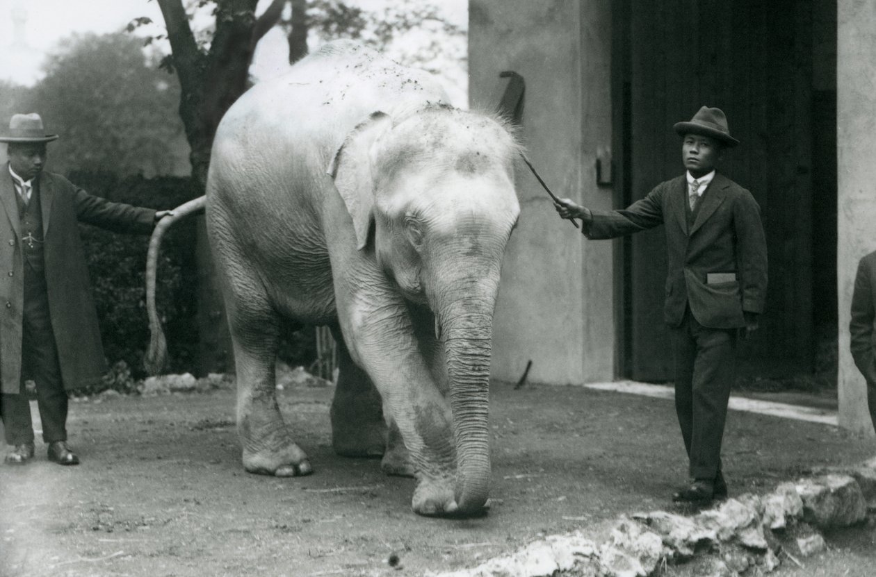 Elefante birmano albino Pawah con assistenti tra cui Dr. Saw Po Min, Zoo di Londra, maggio 1926 da Frederick William Bond