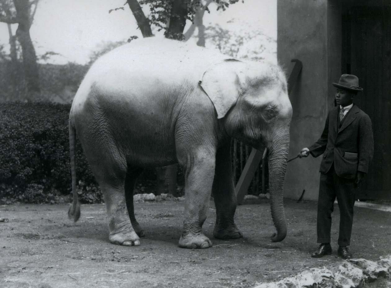 Elefante bianco albino Pawah con Dr. Saw Po Min, Zoo di Londra, maggio 1926 da Frederick William Bond