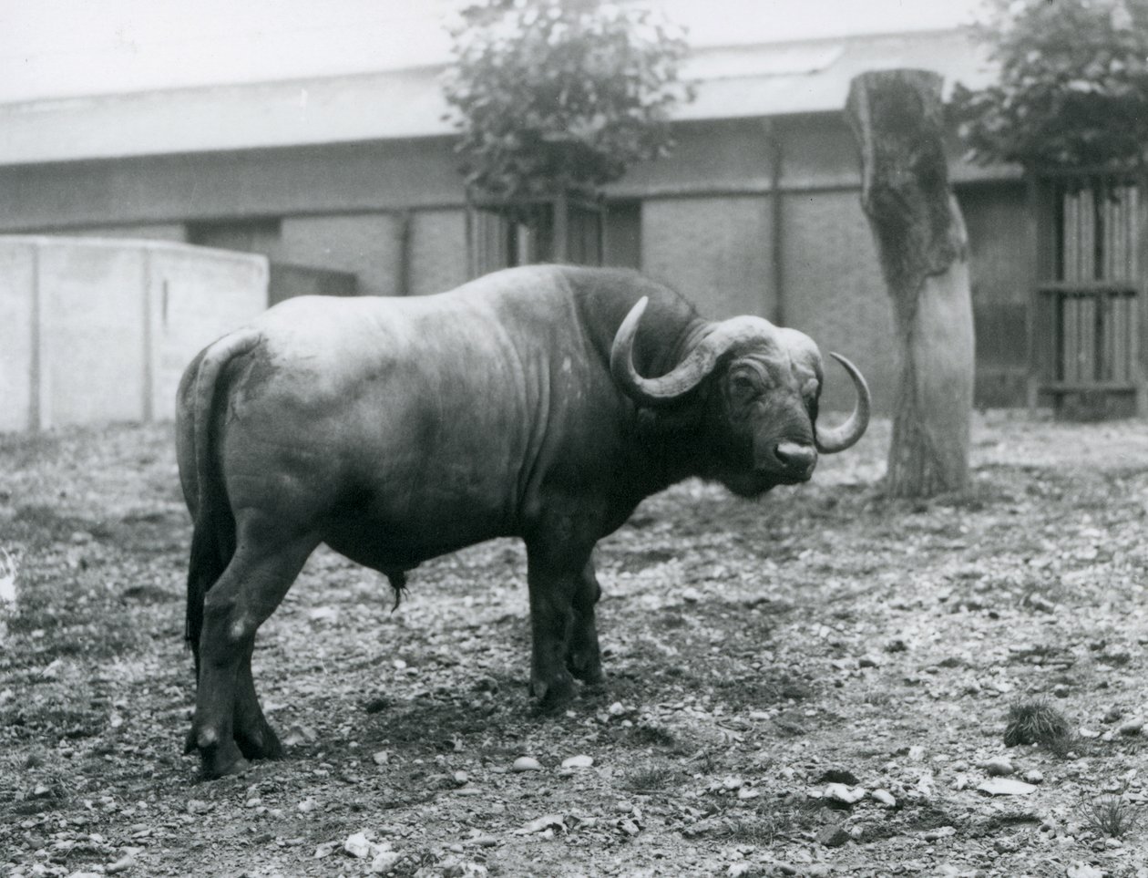 Un bufalo africano, o bufalo del Capo, nel suo recinto allo Zoo di Londra, 1927 da Frederick William Bond