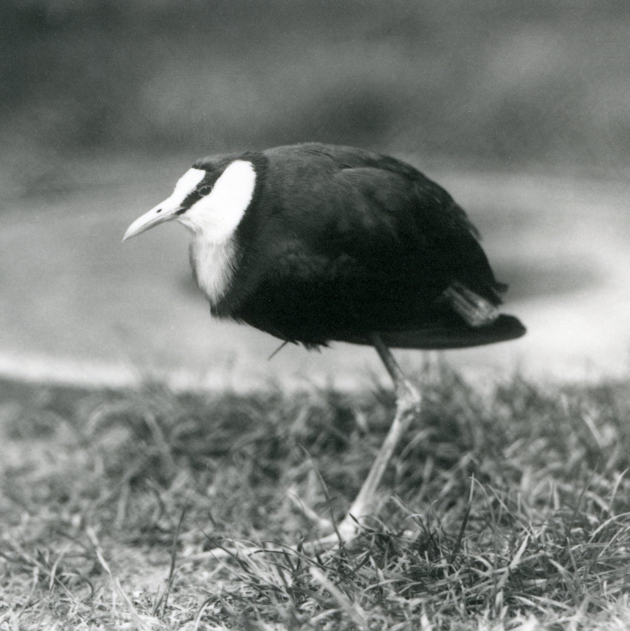 Un jacana africano che sta sull