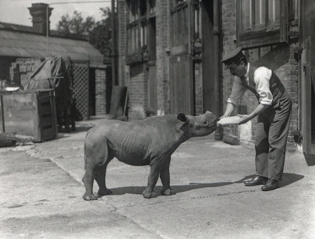 Un rinoceronte africano, Kathlene, e il custode Harry Warryck allo ZSL London Zoo, settembre 1928 da Frederick William Bond