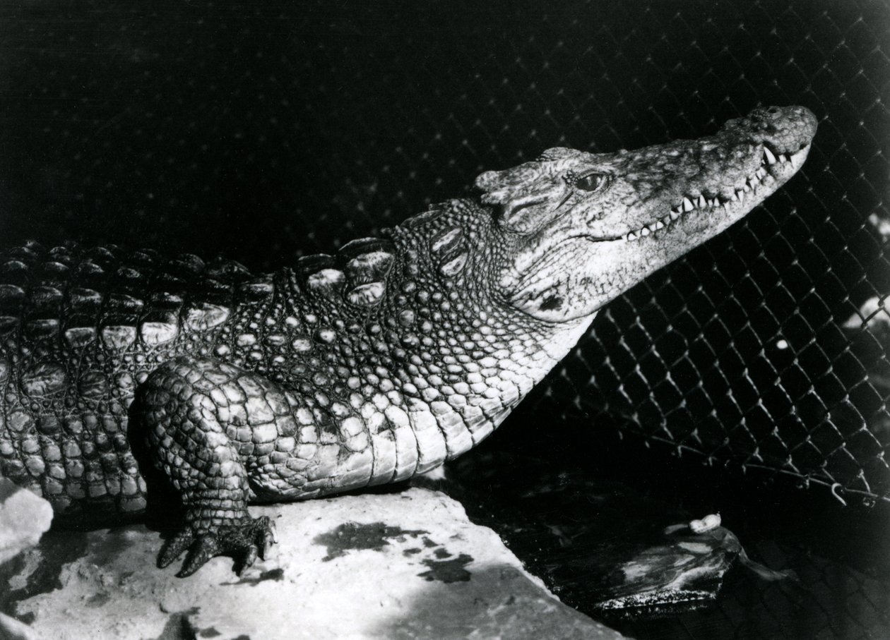 Un alligatore americano allo Zoo di Londra nel settembre 1924 da Frederick William Bond