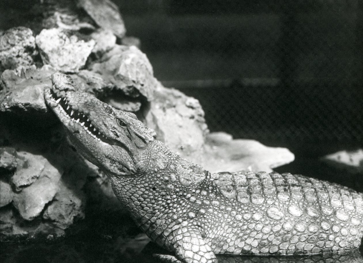 Un Alligatore Americano che riposa in una piscina, guardando verso le rocce al lato della piscina, Zoo di Londra da Frederick William Bond