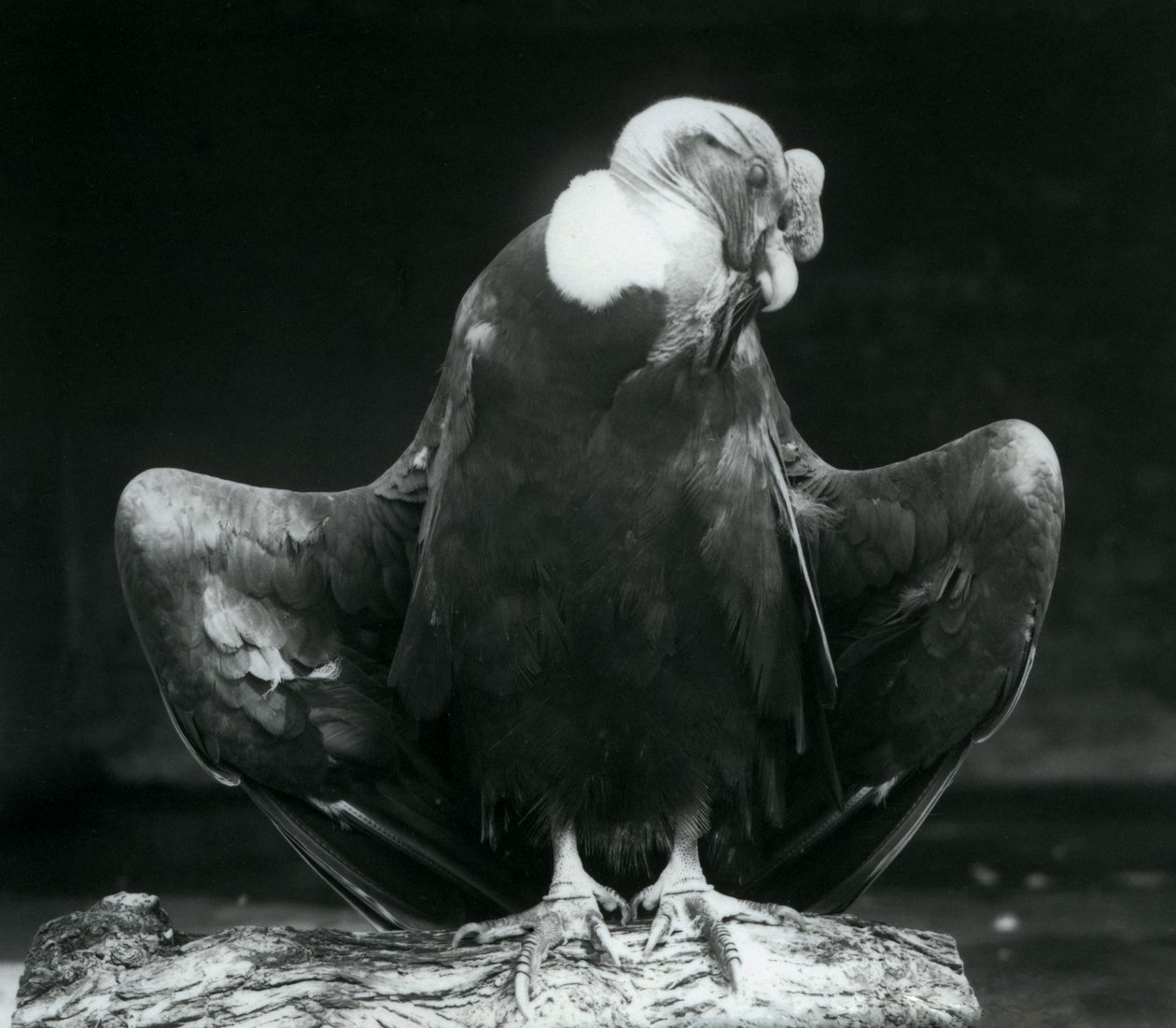 Un condor delle Ande che riposa su un tronco, Zoo di Londra, 1925 da Frederick William Bond