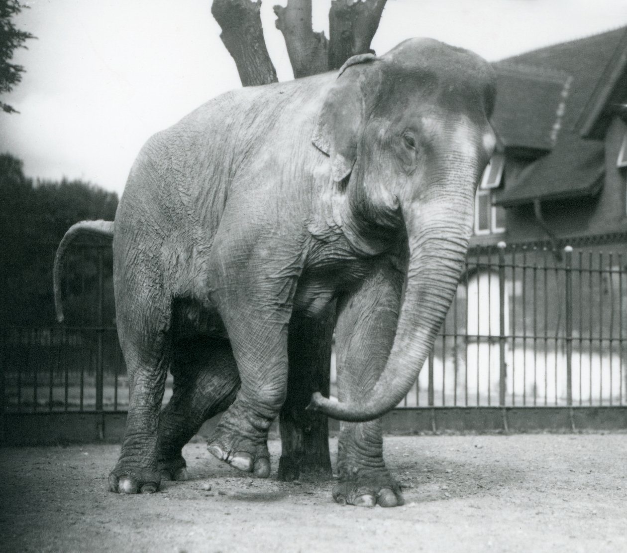 Un elefante asiatico che si gratta contro un albero morto, zoo di Londra da Frederick William Bond
