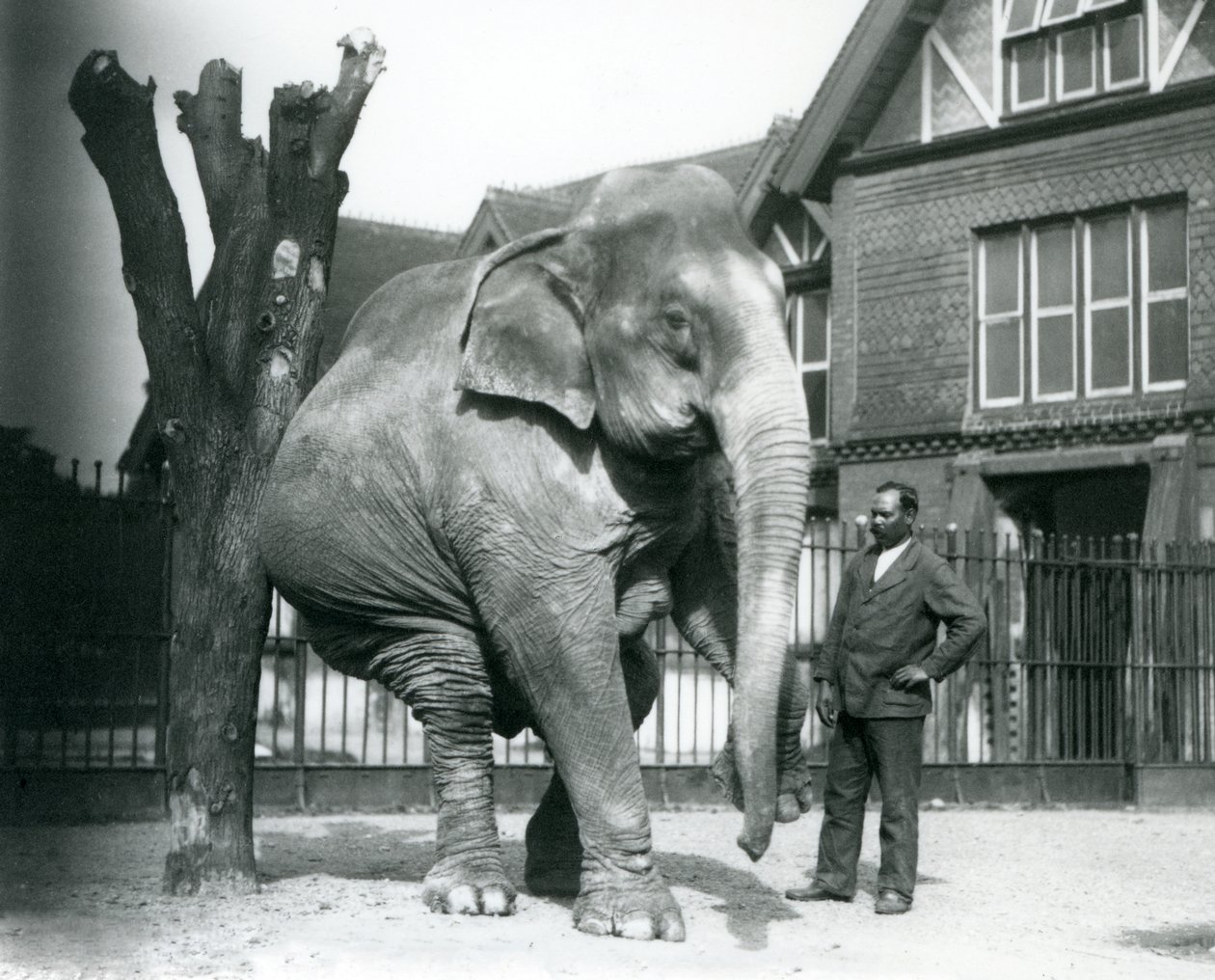 Un Elefante Asiatico che si gratta contro un albero morto, bilanciandosi su tre gambe, con il suo addestratore, Syed Ali, che osserva, London Zoo da Frederick William Bond