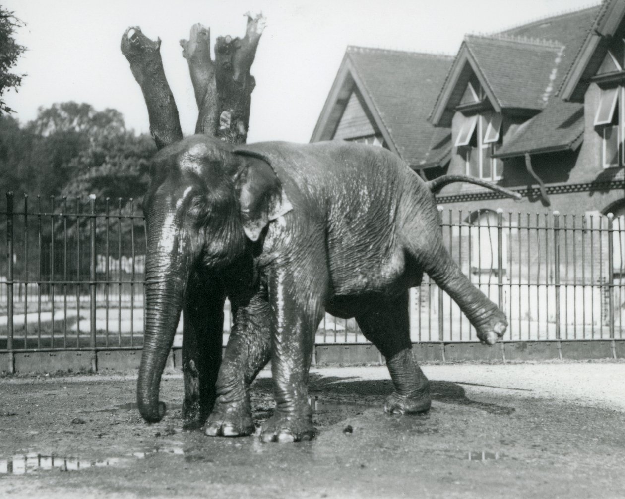 Un elefante asiatico che si gratta contro un albero morto, mentre si bilancia su tre gambe, zoo di Londra da Frederick William Bond