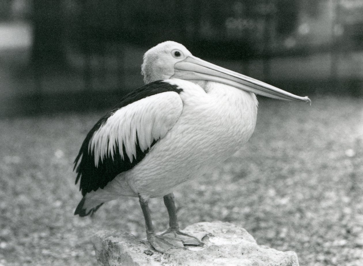 Un pellicano australiano in piedi su una pietra allo Zoo di Londra nel 1929 (foto in bianco e nero) da Frederick William Bond