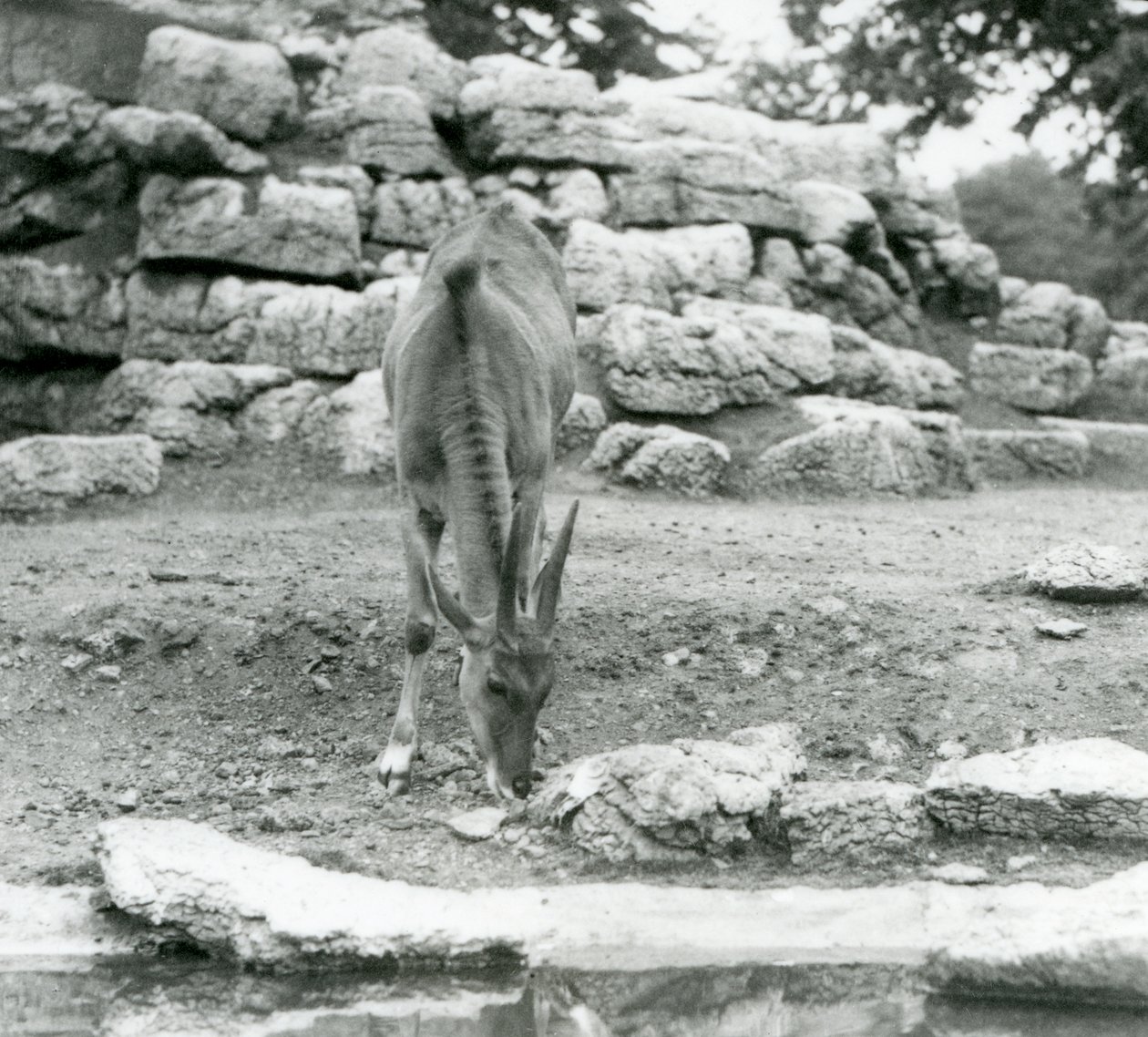 Un eland che pascola nel recinto degli antilopi allo Zoo di Londra nel 1929 da Frederick William Bond