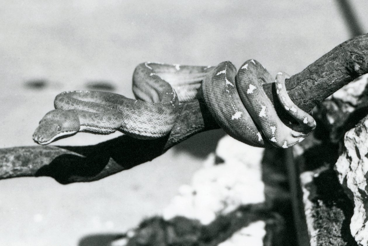 Un boa smeraldo con il corpo avvolto lungo un ramo, Zoo di Londra, ottobre 1928 da Frederick William Bond