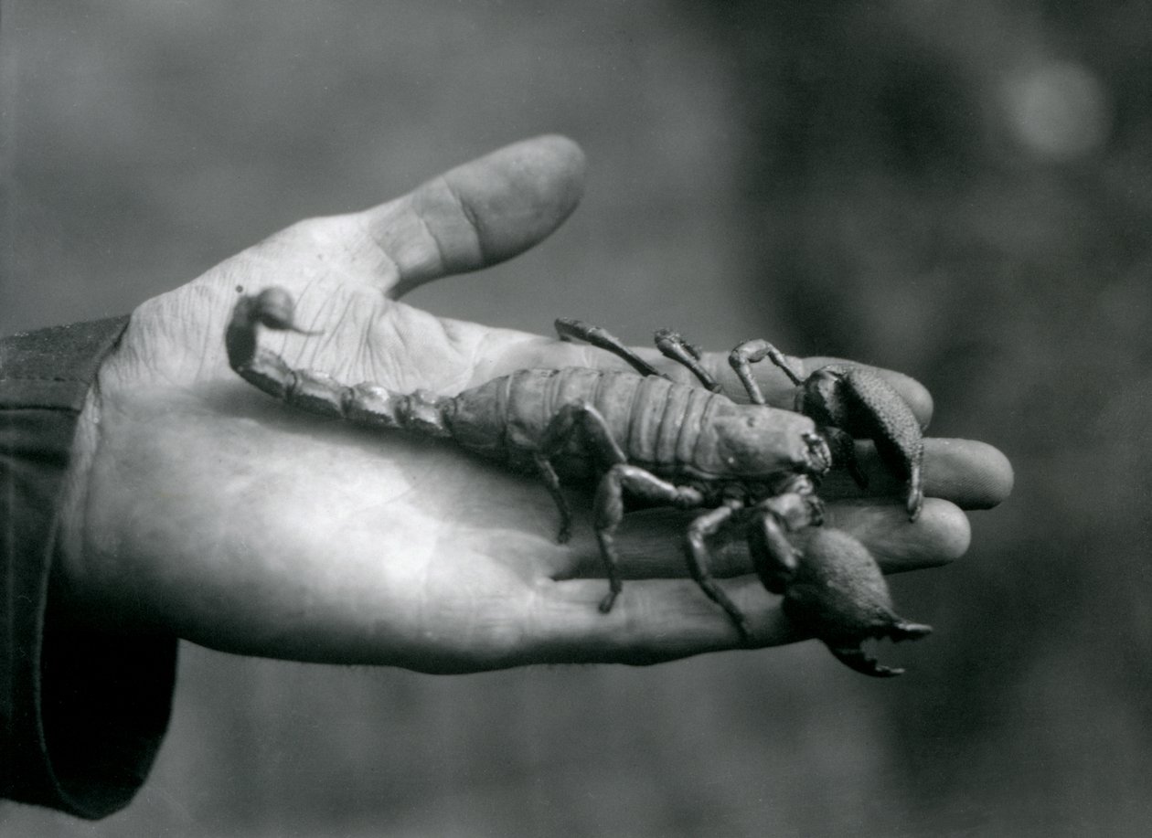 Uno scorpione imperatore tenuto nel palmo della mano di un custode, Zoo di Londra, ottobre 1925 da Frederick William Bond