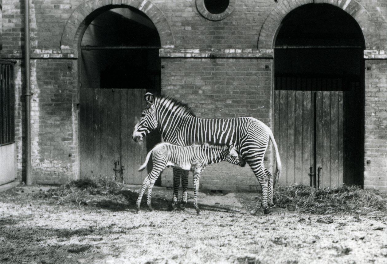 Una zebra imperiale di Grevy in pericolo, in piedi mentre allatta il suo puledro di 4 giorni, nel loro recinto allo Zoo di Londra nell