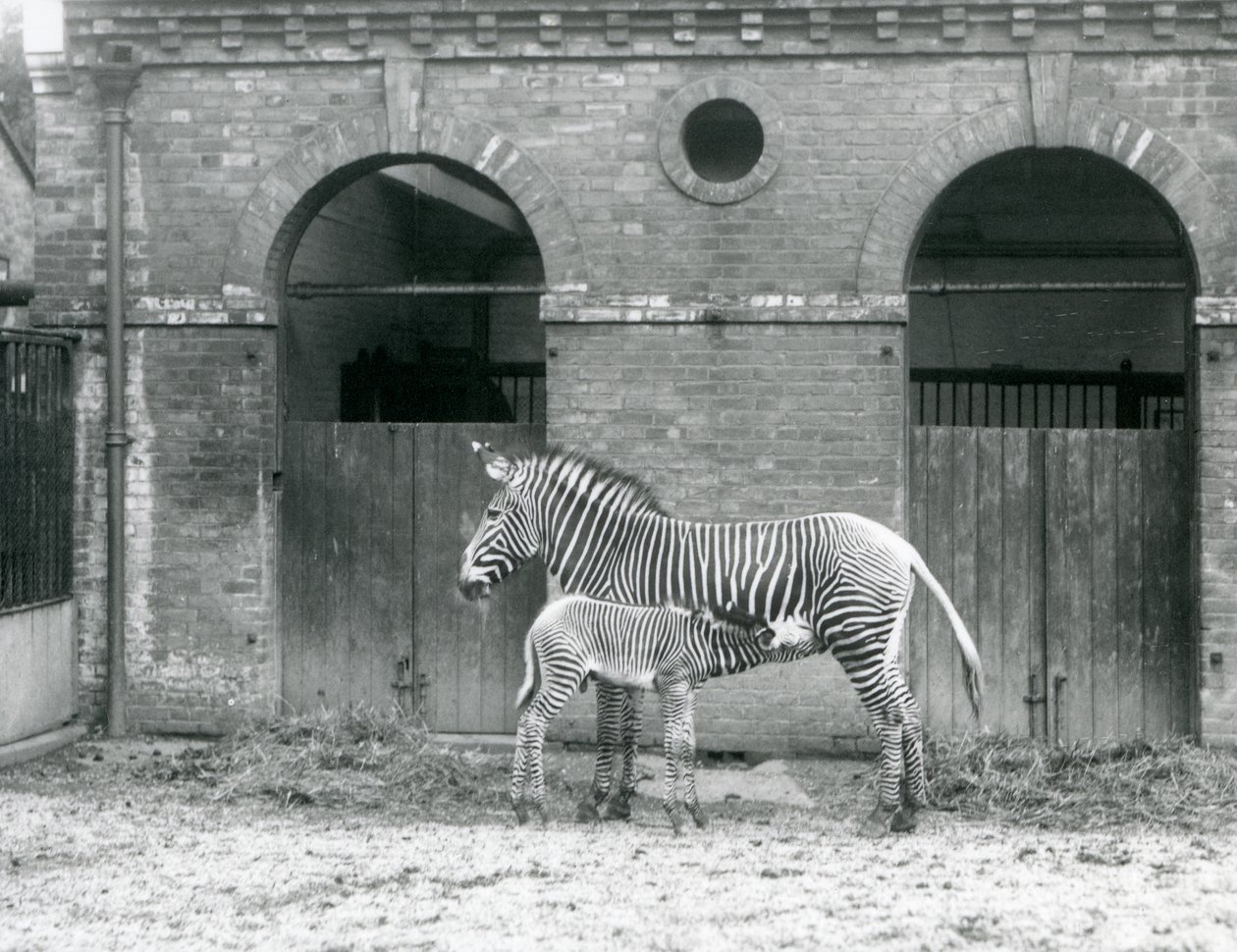 Una zebra di Grevy in via di estinzione che allatta il suo puledro nel loro recinto allo Zoo di Londra nel 1927 da Frederick William Bond