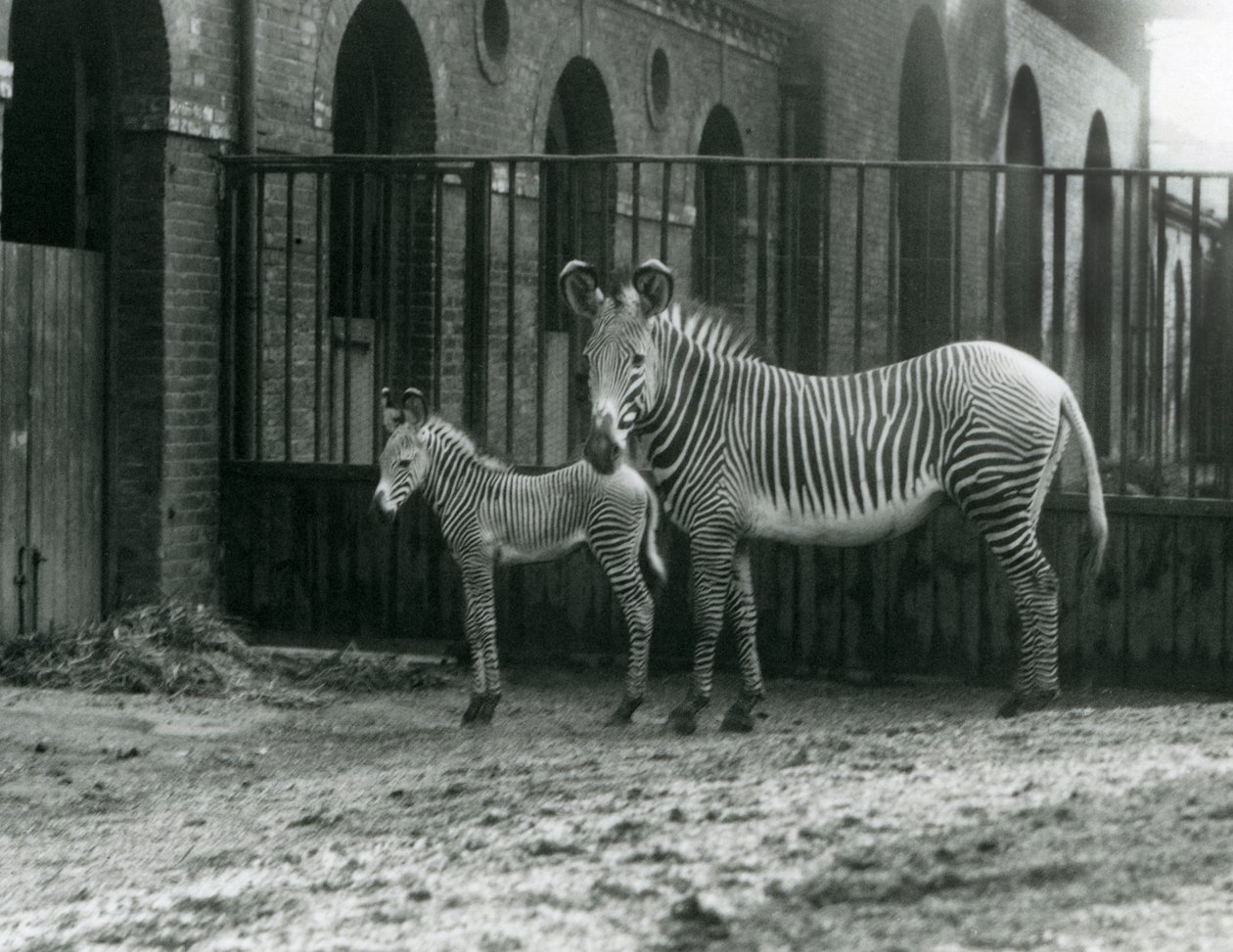 Una zebra imperiale di Grevy in pericolo, in piedi con il suo puledro di 4 giorni, nel loro recinto allo Zoo di Londra nell