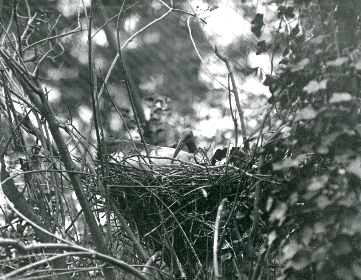 Un ibis seduto sul suo nido allo Zoo di Londra nel 1924 da Frederick William Bond