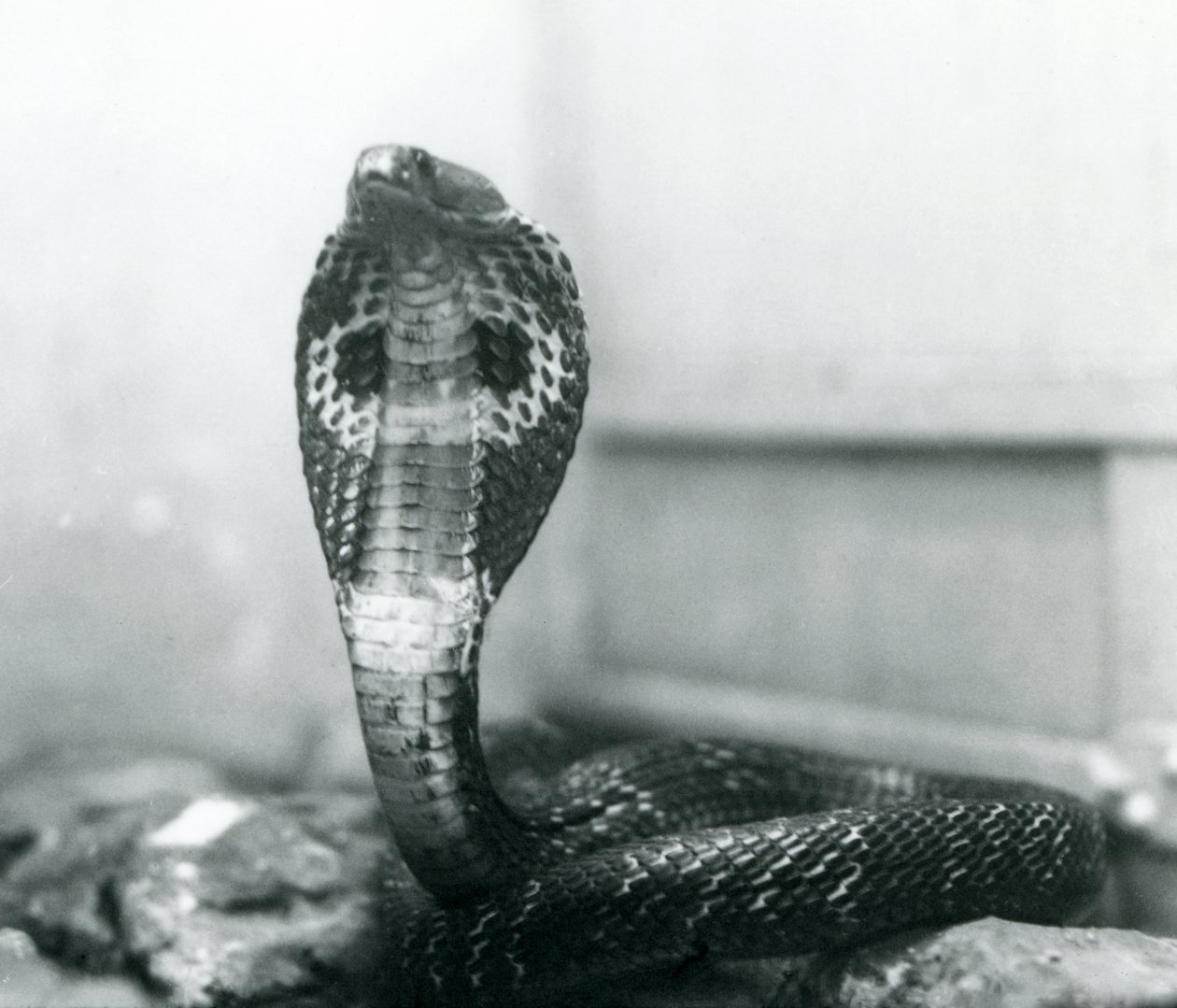 Un cobra indiano con testa sollevata e cappuccio allargato, Zoo di Londra, ottobre 1925 da Frederick William Bond