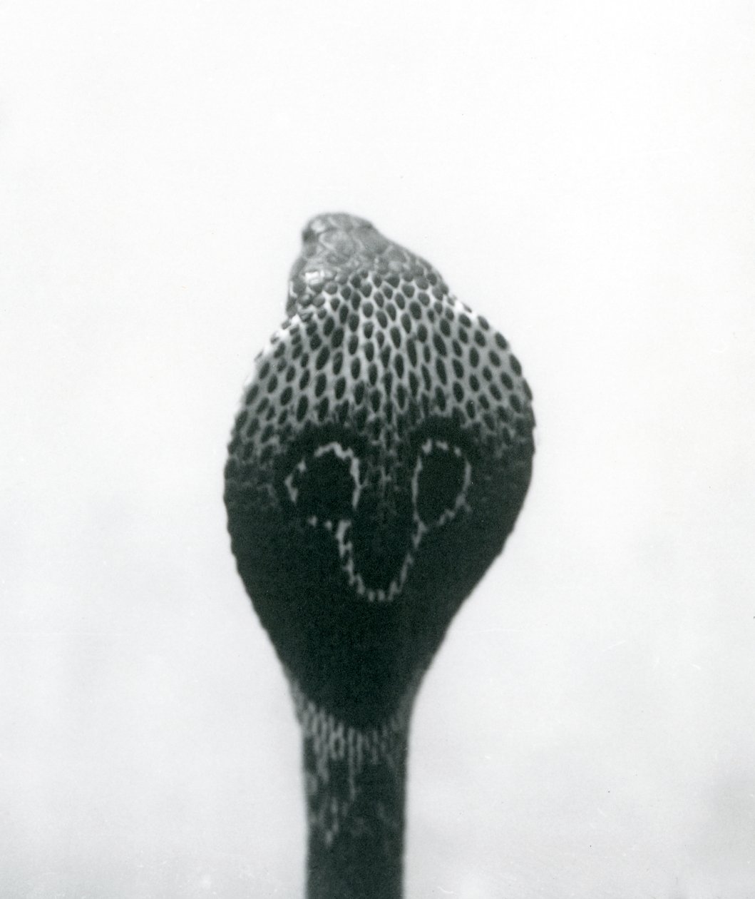 Un cobra indiano con testa sollevata e cappuccio allargato, Zoo di Londra, ottobre 1925 da Frederick William Bond